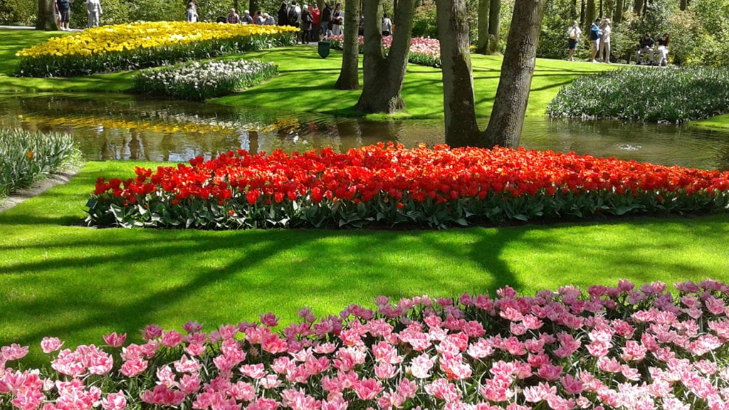 As tulipas na <b>Holanda</b>